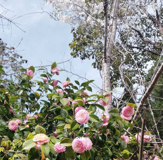 ★ドンキ♡♡ロピア雑談126★