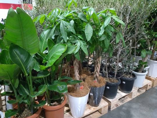 4月10日(金曜日) 千葉ニュータウン倉庫店|スコーン目当てに行きましたが、今日も無し...