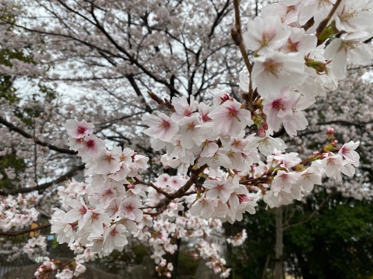 ★ドンキ♡♡ロピア雑談126★