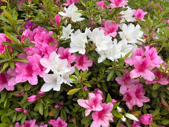 ★ドンキ♡♡ロピア雑談126★