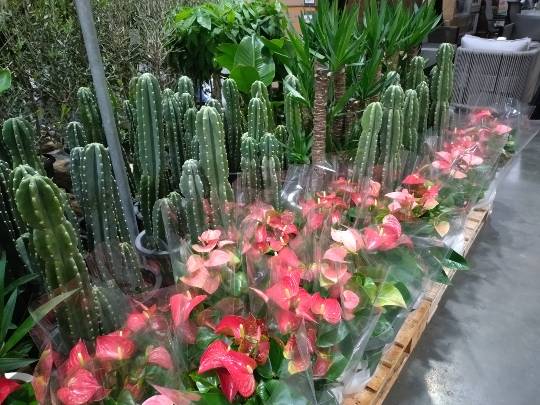 4月10日(金曜日) 千葉ニュータウン倉庫店|スコーン目当てに行きましたが、今日も無し...