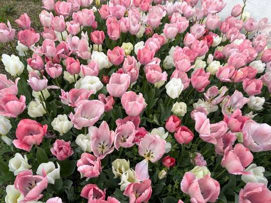 ★ドンキ♡♡ロピア雑談126★