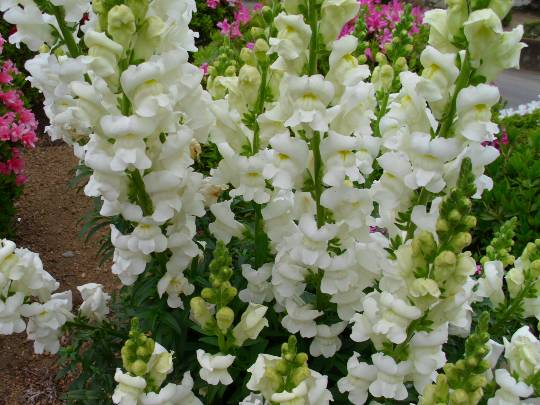 ★ドンキ♡♡ロピア雑談126★