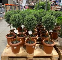 今度のローズマリーの鉢植えはトピアリー仕立て❣️
