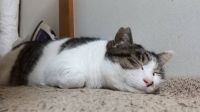 猫壱（ねこいち）猫用バリバリ爪とぎベッド　2枚組