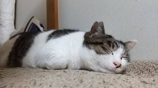猫壱（ねこいち）猫用バリバリ爪とぎベッド　2枚組